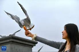 通讯｜从昆明到西伯利亚：六千里人鸥情图片