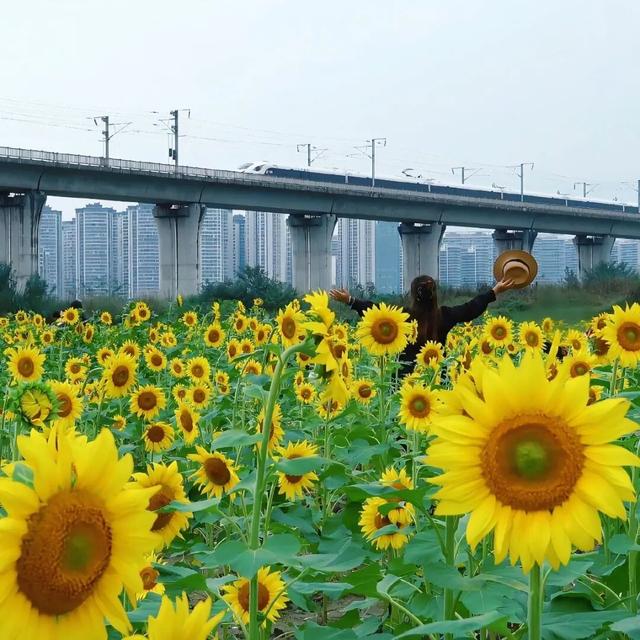 金秋有礼 绵阳有你 ‖ 游仙新晋网红打卡地：来石马看动车与向日葵花海的浪漫相遇