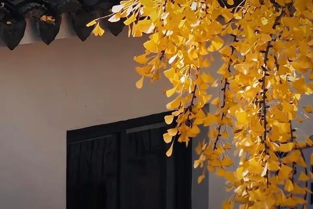 这6个淮南银杏绝美打卡地！码住刷爆朋友圈！