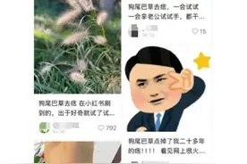 尾巴草能祛痣？专家：“偏方”不可信，反而增加癌变风险图片