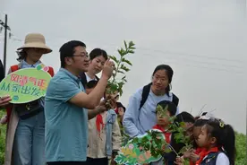 小艾草变大产业 重庆铜梁原乡小艾年加工艾草8000吨图片
