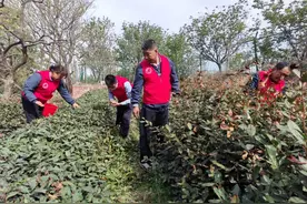 爱心助农！真情巴士驾驶员连续8年帮助九旬空巢老人采茶图片