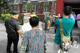 合肥明确：宠物狗出门不拴绳，一律捕捉图片