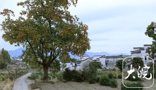 黟县：卢村秋色引客来（组图）
