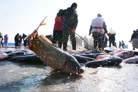 镜观中国·新华社国内新闻照片一周精选｜探访沈阳卧龙湖冬捕（6）图片