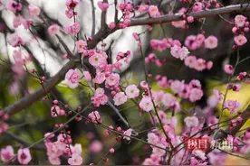 红梅花初发，胭脂染江城图片