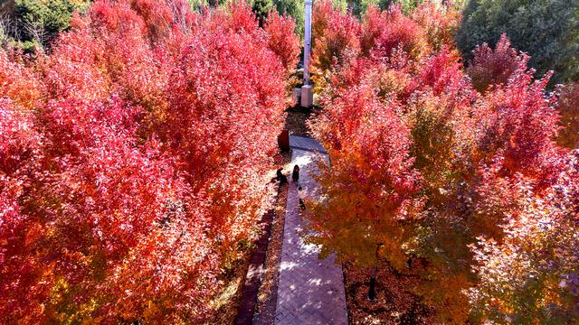 辽宁沈阳：秋意正浓 景色如画