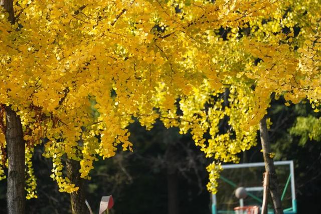 超美！大邑人的顶流来了