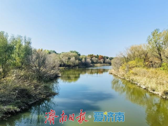 一年四季 泉在济南丨济溪湿地秋意浓：水鸟翩跹戏碧波，生态画卷入眼来