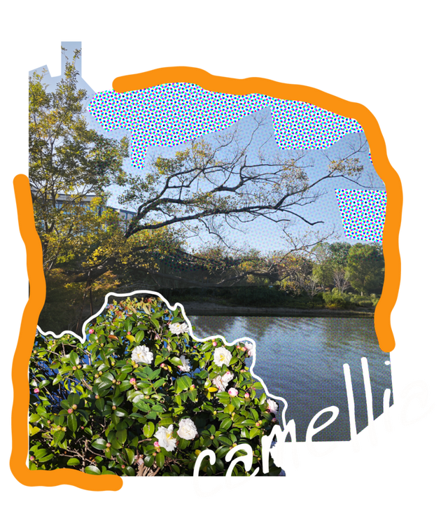 闵行的晚秋，太温柔