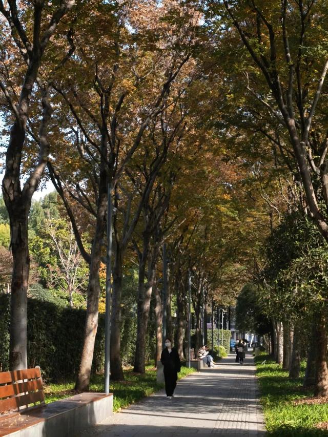 红花槭火红、银杏金黄、乌桕美如油画……静安这里藏着一片绝美秋色→