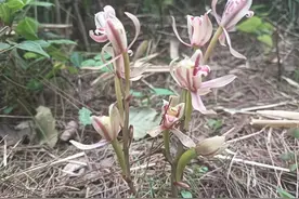 贵州宽阔水国家级自然保护区发现国家二级保护植物——大根兰图片