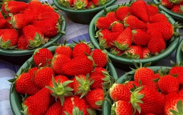 冬日限定甜蜜！草莓采摘正当时！