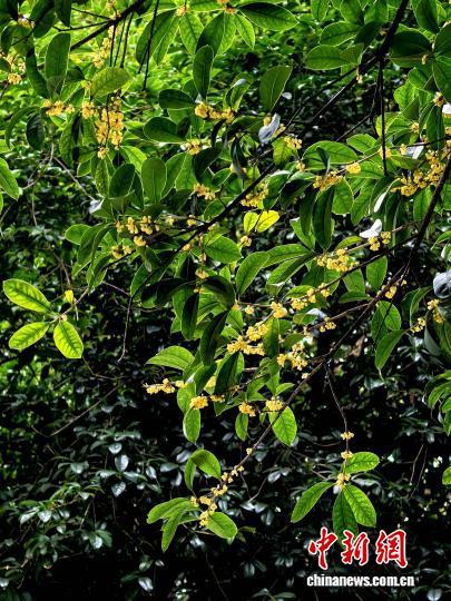 桂花香满桂林城