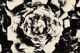 孔雀绽放 牡丹炫彩 来看显微镜下的美学图片