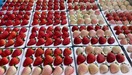 冬蕴万象 | 昌平草莓采摘正当时 这份攻略快收好