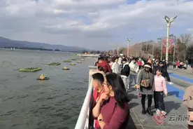人比鸥多？昆明红嘴鸥去哪儿了？图片