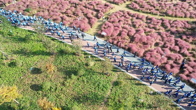 临沂：粉黛乱子草盛开 市民游客置身粉色花海