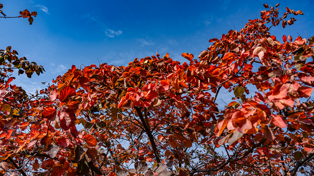 图说遂平：层林尽染红石崖 漫山红叶醉秋风