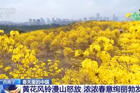 正是春花烂漫时 青秀山、终南山各色花卉争奇斗艳图片