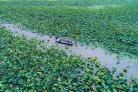 探索绿色发展与经济建设的新路径，“生态岛”开出了“致富花”图片
