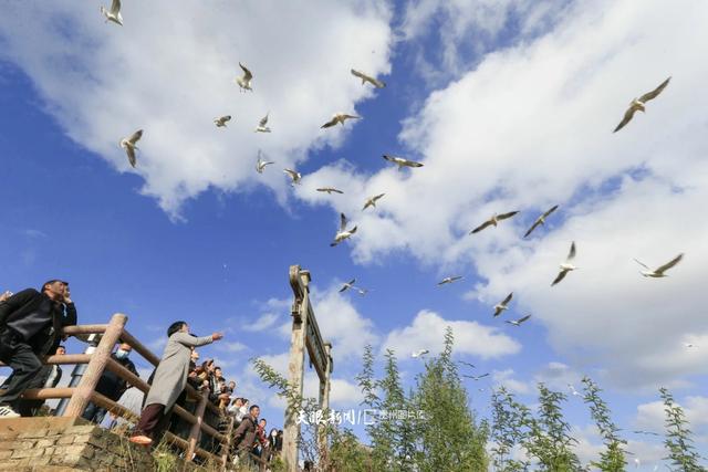 图库推荐丨威宁草海:红嘴鸥翩跹,奏响冬日生态乐章
