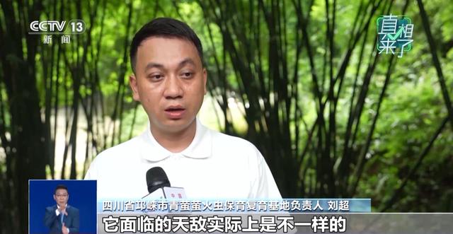 真相来了丨网传萤火虫濒临灭绝 是真的吗？