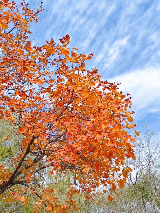 秋深冬浅时，奥森浸染缤纷色彩