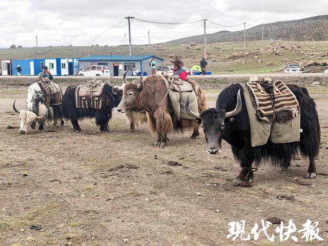 打卡西藏阿里游“天花板”，印度游客：雪山下的小镇干净又整洁