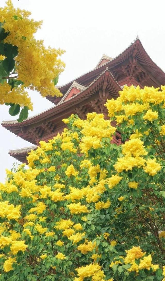 跟着浪浪山小妖怪游丰台