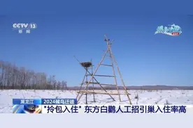 “拎包入住！” 东方白鹳人工招引巢入住率高图片