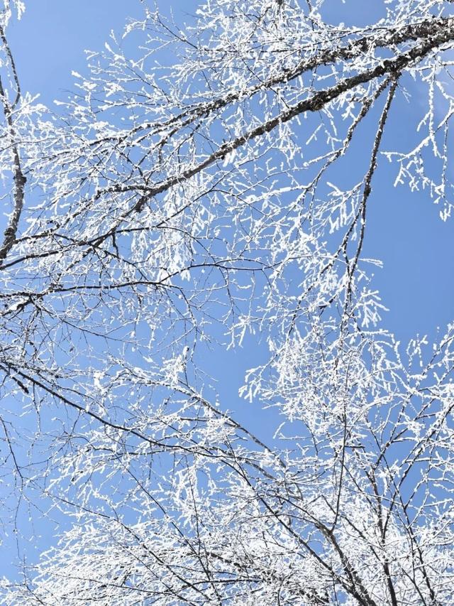 今年第一条雪景，送给海螺沟！