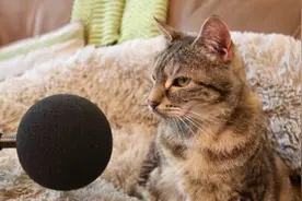 英国一只猫因呼噜声太大创吉尼斯世界纪录图片