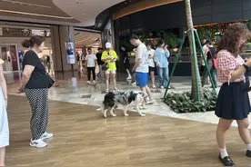 中秋消费观察③| 携宠出游成新时尚 “毛孩子”催生消费新场景图片