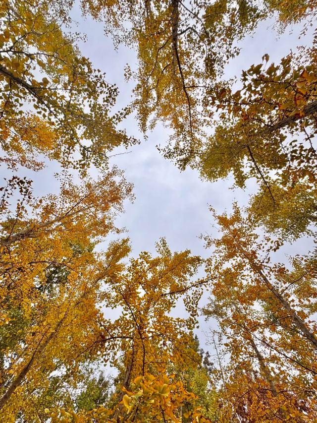 百米梧桐叠金，首波银杏泛黄！上海市中心免费秋日浪漫请查收→