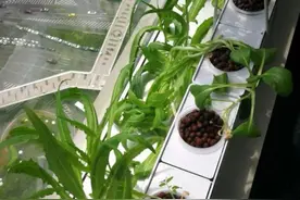 阳台种菜、租地种菜、游戏里种菜……居于城市化身农夫花式种菜圆田园梦图片