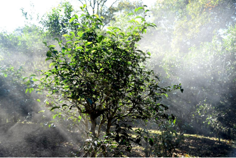 无需滤镜，勐海冬日茶山晕染成茶韵画卷