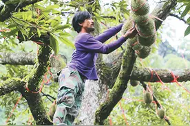 一颗榴莲的万里旅程图片