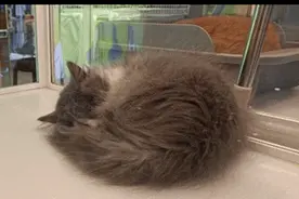 这也是“贷”？好多呼市人直呼：没想到！真相来了……图片