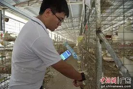 梅州移动数智赋能养殖 助力“兴宁鸽”展翅高飞图片