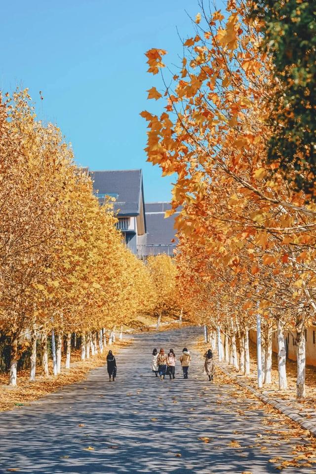 江西的这些“赏桐”胜地，治愈又出片！