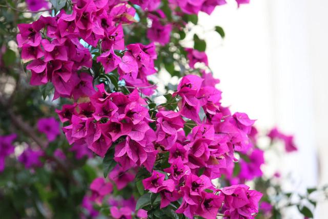 繁花缀巷，彩叶暖冬！沾益的冬日藏着云南生活的浪漫