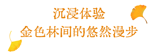“刷爆”洛阳人朋友圈的金色，谁看谁心动～