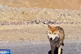 被乱投喂的网红动物们现状：可可西里肥狼多了还挑食，趵突泉鲤鱼已禁喂图片