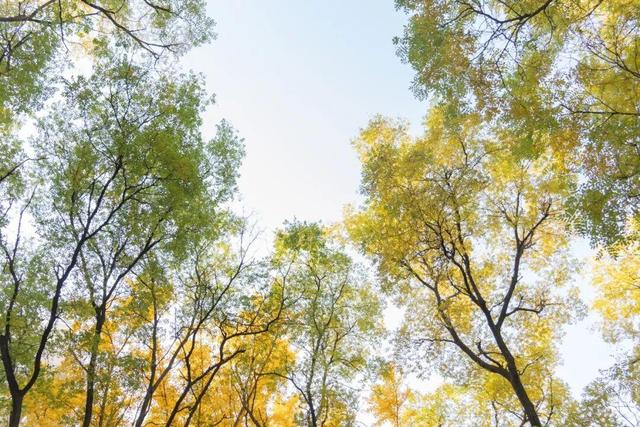 藏不住了！攒了整个秋天的北医美景，立冬前全部分享！