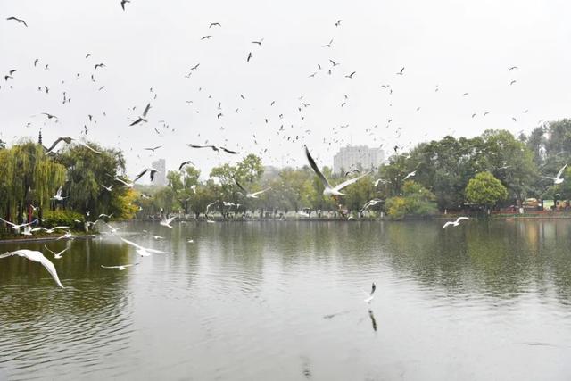 首批红嘴鸥抵达翠湖公园，游客雨中观鸥兴致不减