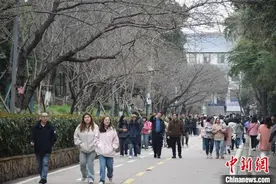 武汉大学樱花零星绽放客潮涌图片