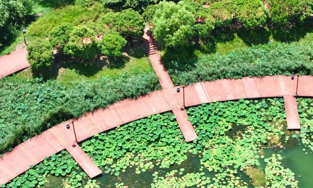 来宿城，打卡我“荷”你的浪漫