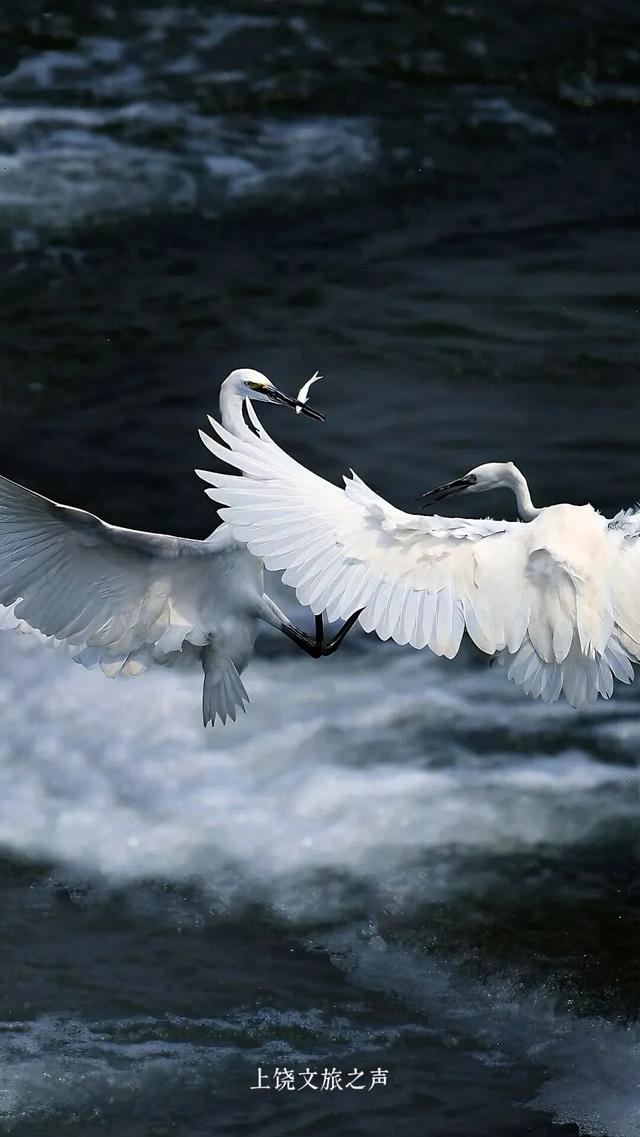 赶紧收藏！上饶冬天真正的“顶流”是它们！这些观鸟地你准备什么时候来？