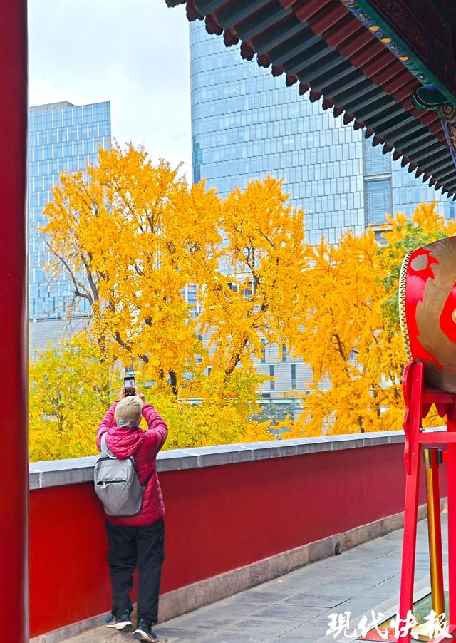 南京这条银杏大道“金色长卷”徐徐展开
